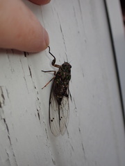 Amphipsalta