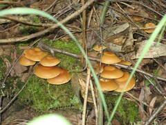 Kuehneromyces mutabilis