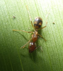 Dolichoderus diversus