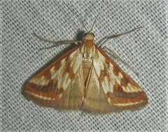 Heortia plumbatalis