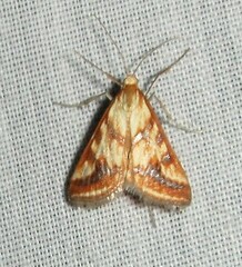 Heortia plumbatalis