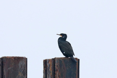Phalacrocorax carbo