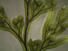 Hymenophyllum demissum