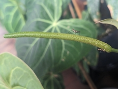 Telostylinus lineolatus