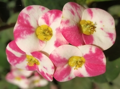 Euphorbia milii