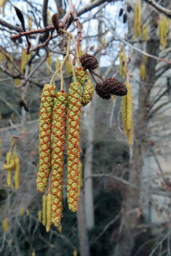Iberian Alder