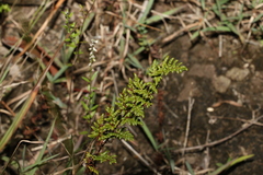 Cheilanthes sieberi sieberi