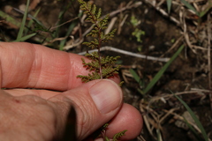 Cheilanthes sieberi sieberi