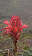 Pitcairnia bifrons