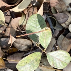 Ceriagrion olivaceum