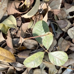 Ceriagrion olivaceum