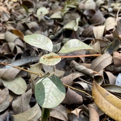 Ceriagrion olivaceum