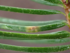 Contarinia pseudotsugae