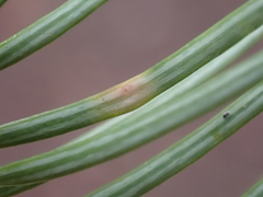 Contarinia pseudotsugae