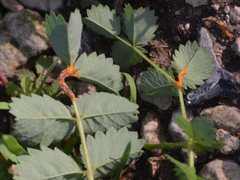 Phragmidium sanguisorbae