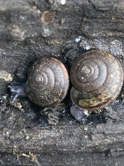 Helminthoglypta traskii