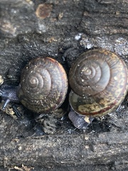 Helminthoglypta traskii