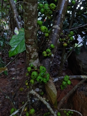 Ficus congesta
