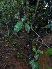 Ficus congesta