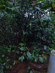 Ficus congesta