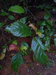 Ficus congesta