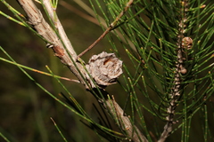 Cylindrococcus spiniferus