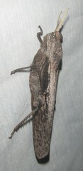 Pamphagidae