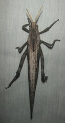 Pamphagidae