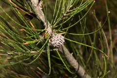 Cylindrococcus spiniferus