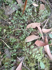 Asplenium hookerianum