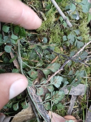 Asplenium hookerianum