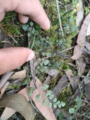 Asplenium hookerianum