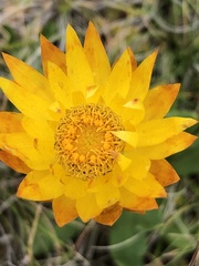 Xerochrysum