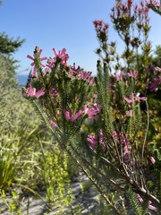 Erica verticillata