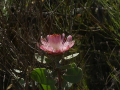 Protea punctata
