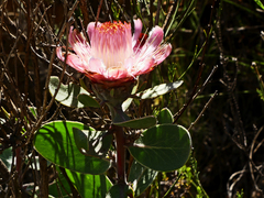 Protea punctata