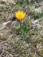 Xerochrysum