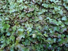 Marchantia foliacea
