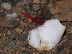 Diplacodes haematodes