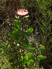 Protea punctata