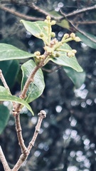 Chionanthus foveolatus