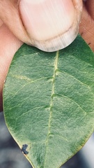 Chionanthus foveolatus