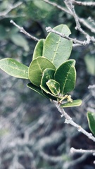 Chionanthus foveolatus