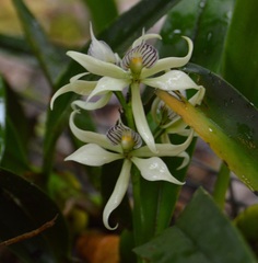 Prosthechea fragrans
