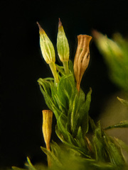 Orthotrichum pulchellum