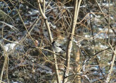 Pyrrhula pyrrhula cineracea