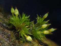 Orthotrichum pulchellum
