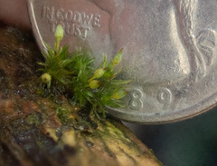 Orthotrichum pulchellum