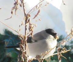 Pyrrhula pyrrhula cineracea