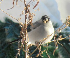 Pyrrhula pyrrhula cineracea